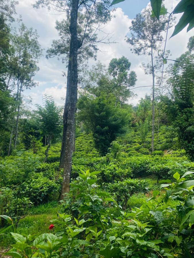 Treetops 엘라 외부 사진